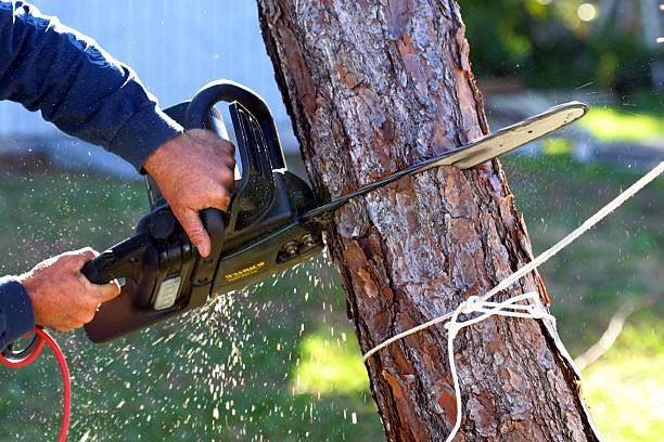 Best Tree Health Inspection  in USA